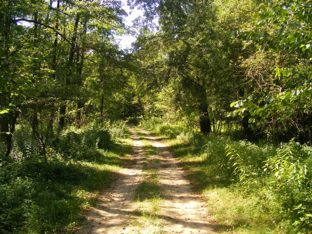 erdő Kakon