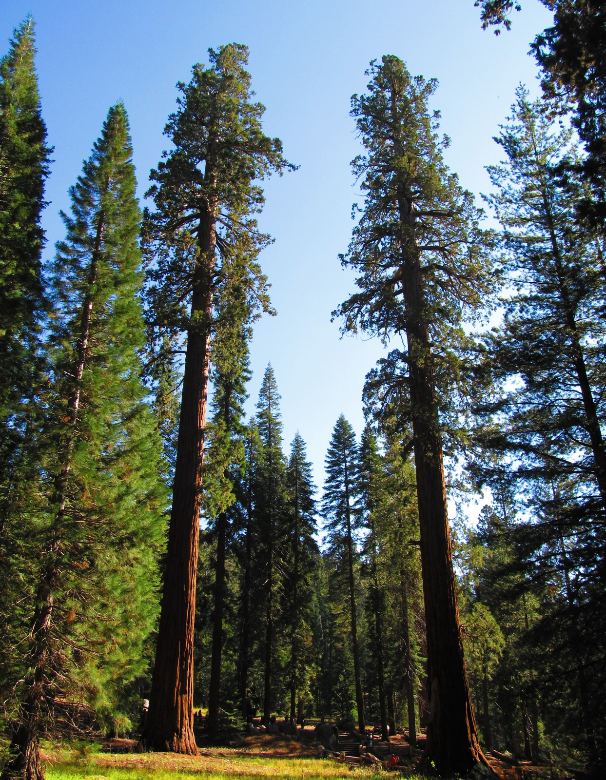 Sequoia mammutfenyők