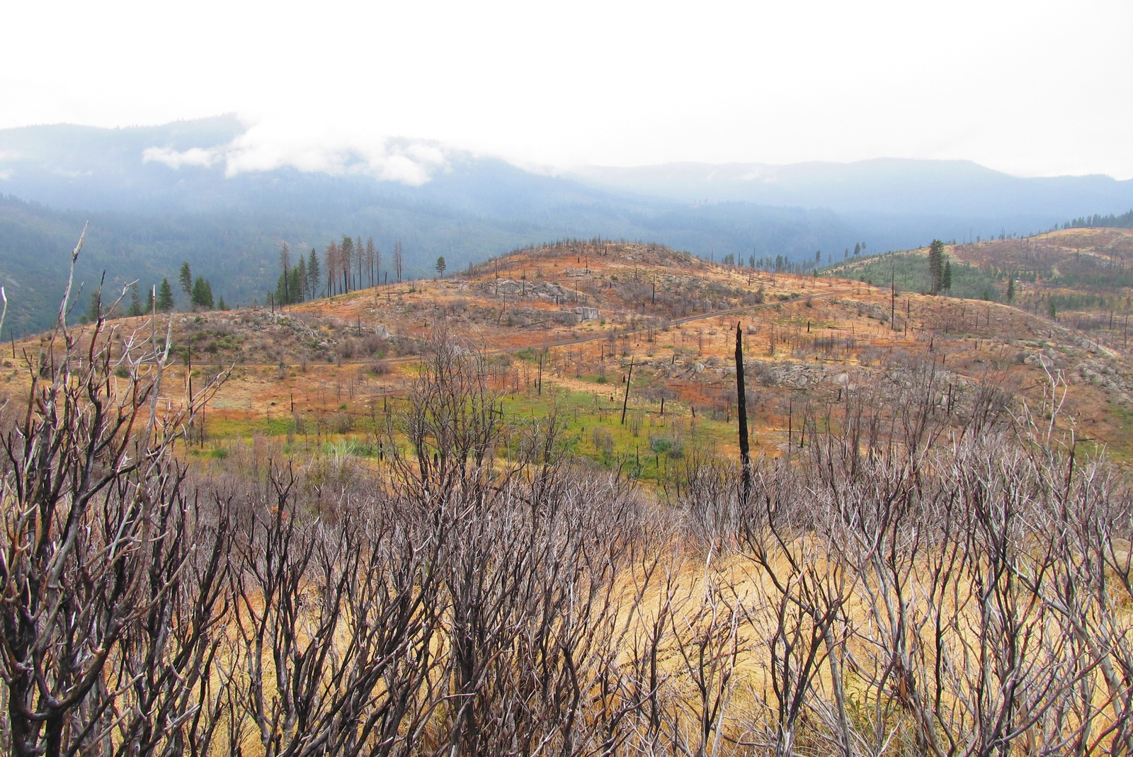 Leégett erdő a Yosemite parkban