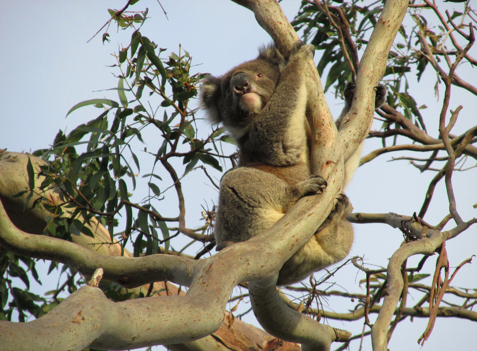 Koala természetes élőhelyén