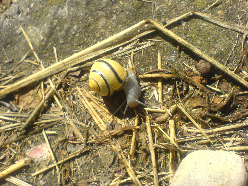 Snail