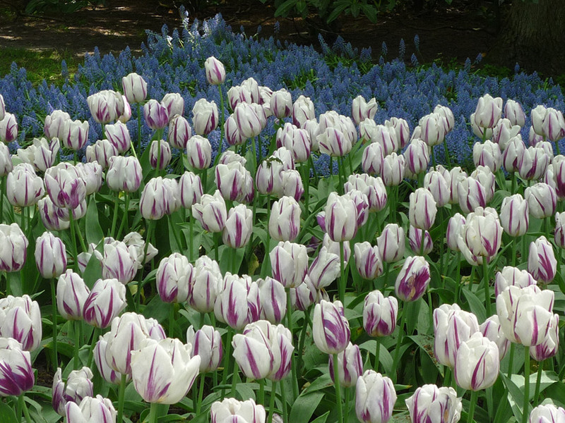 keukenhof 8