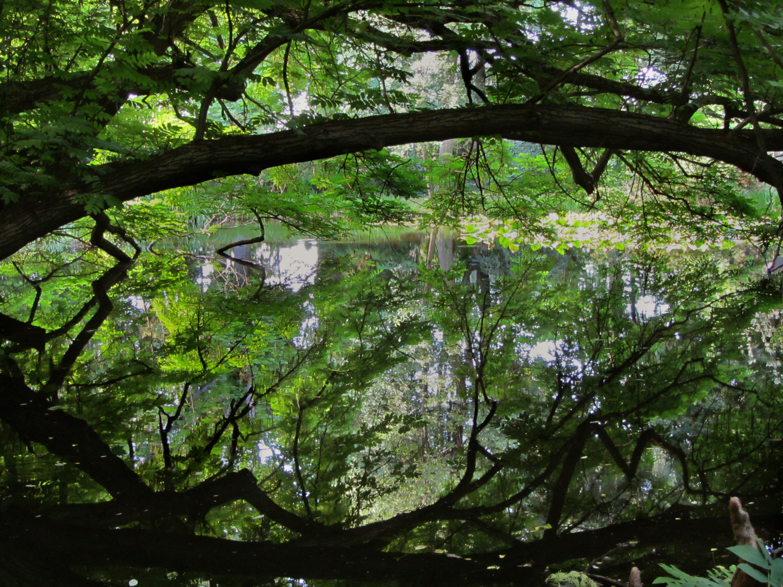 Vácrátóti arborétum