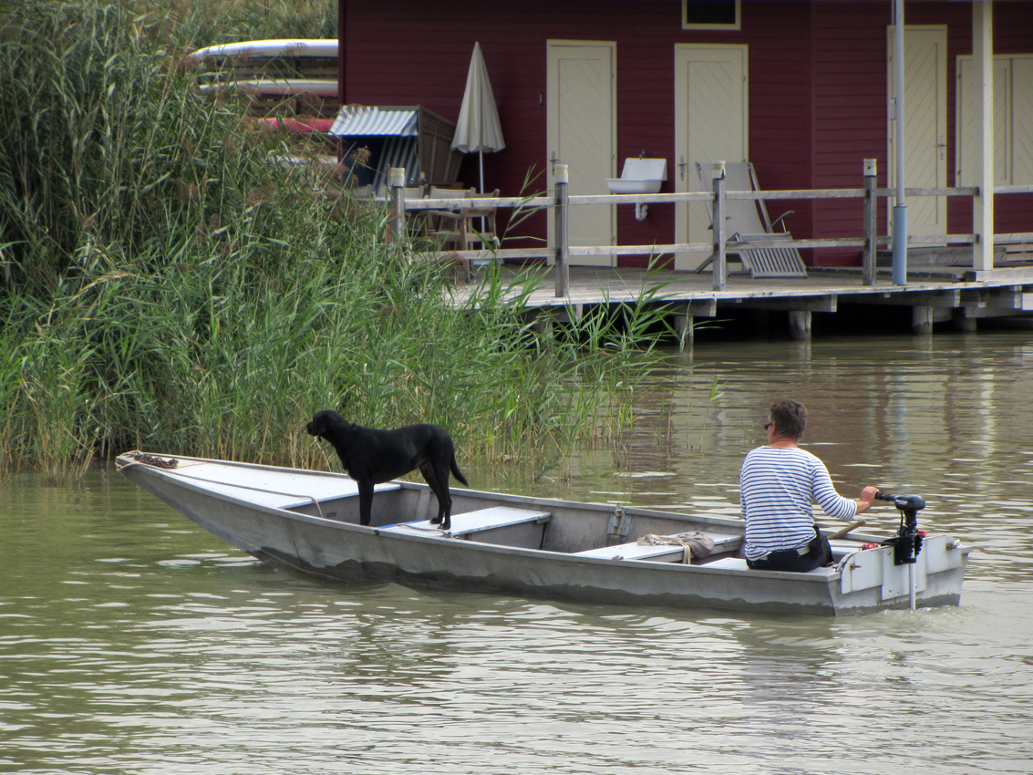 Fertő tó 8242