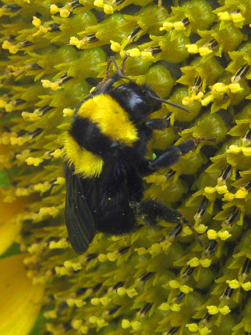 Délvidéki poszméh (Bombus argillaceus) 01