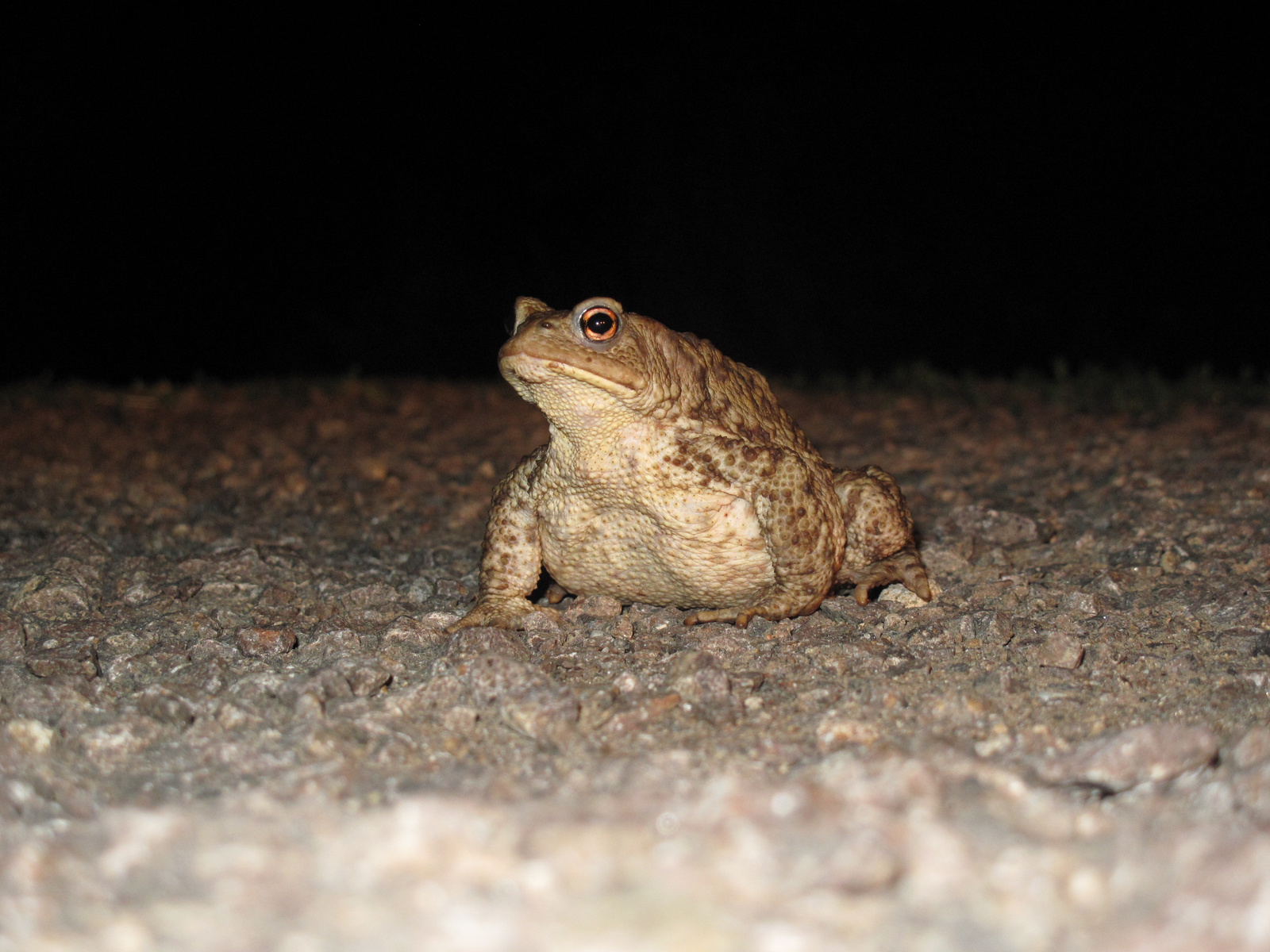 2009.aug.varangy