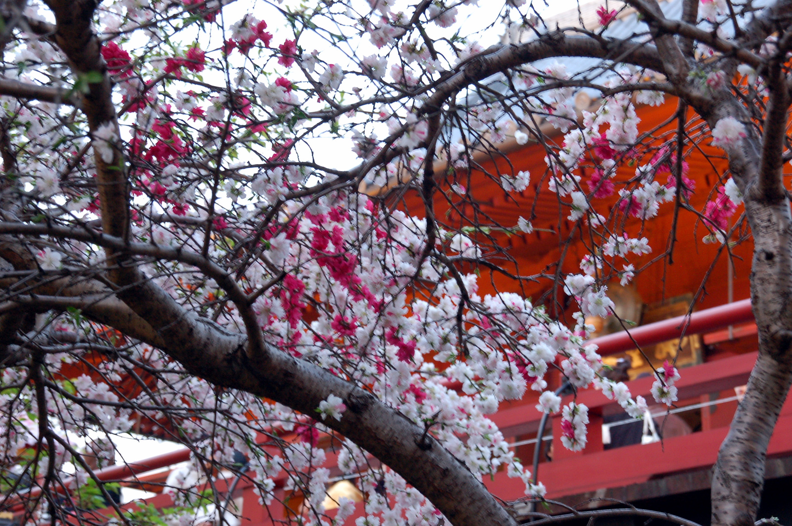 6 Tokio Ueno park 20090407 (12)