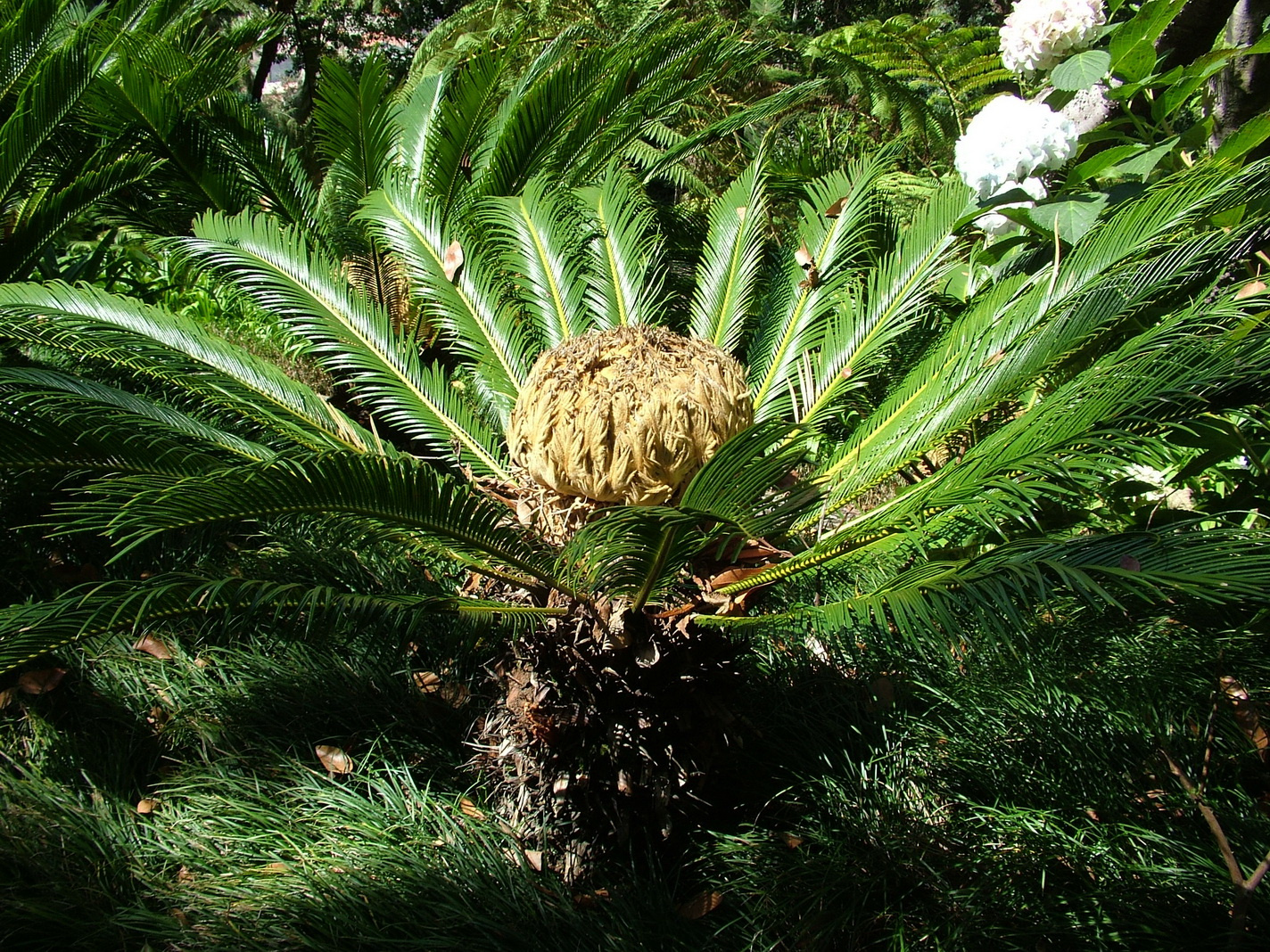 Madeira2013 029