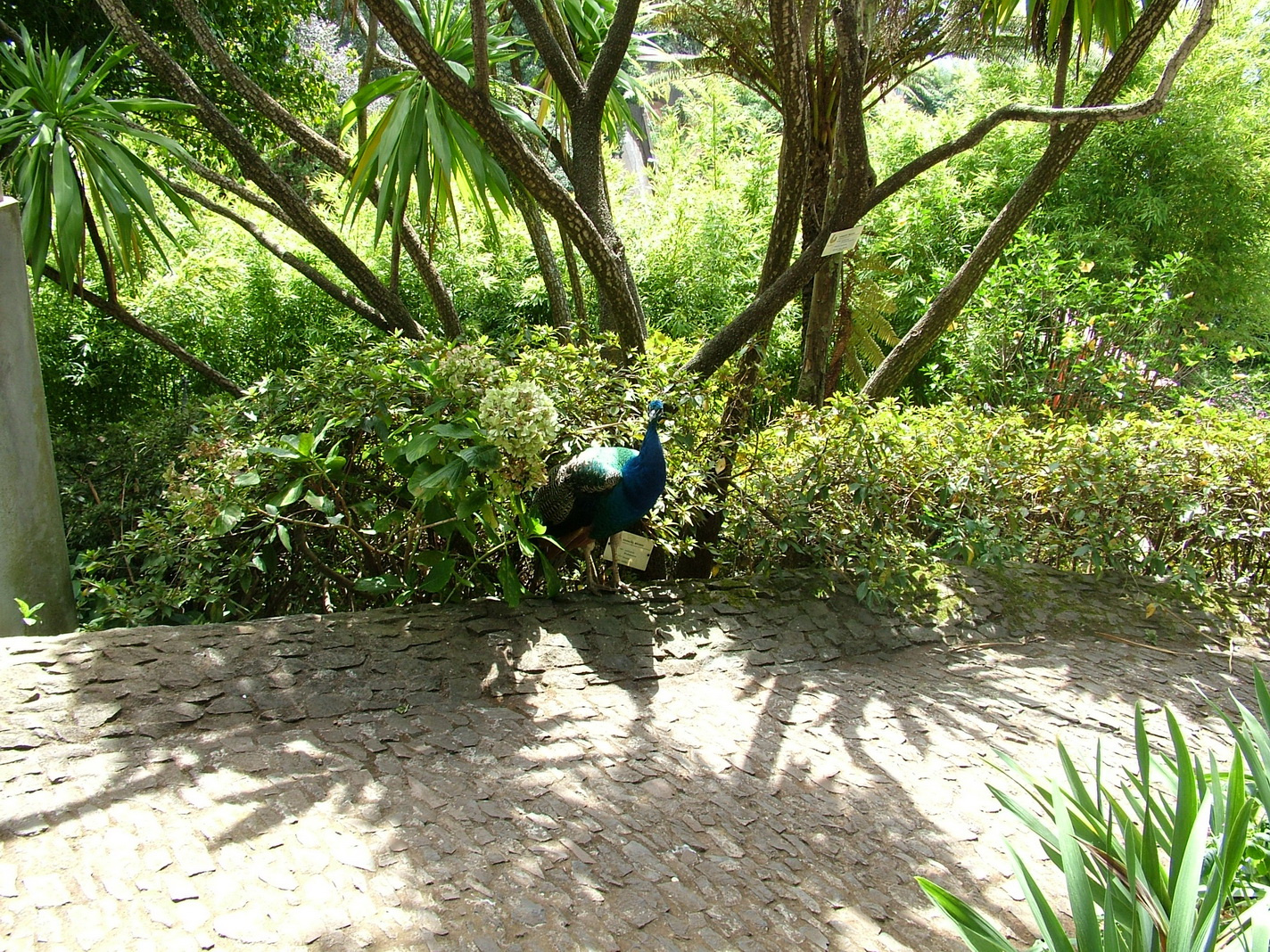 Madeira2013 041