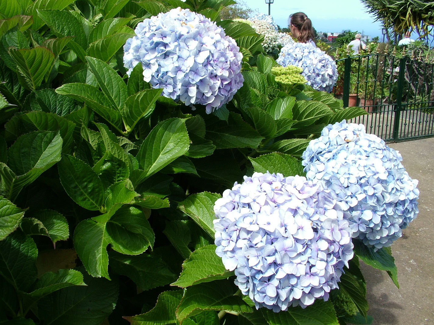 Madeira2013 102