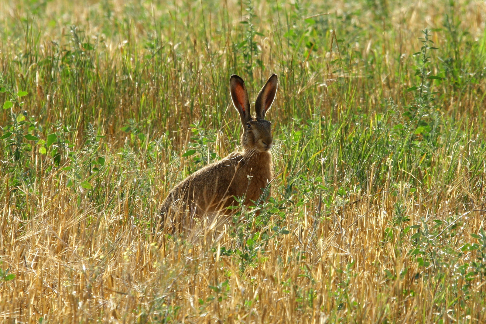 Bajusz