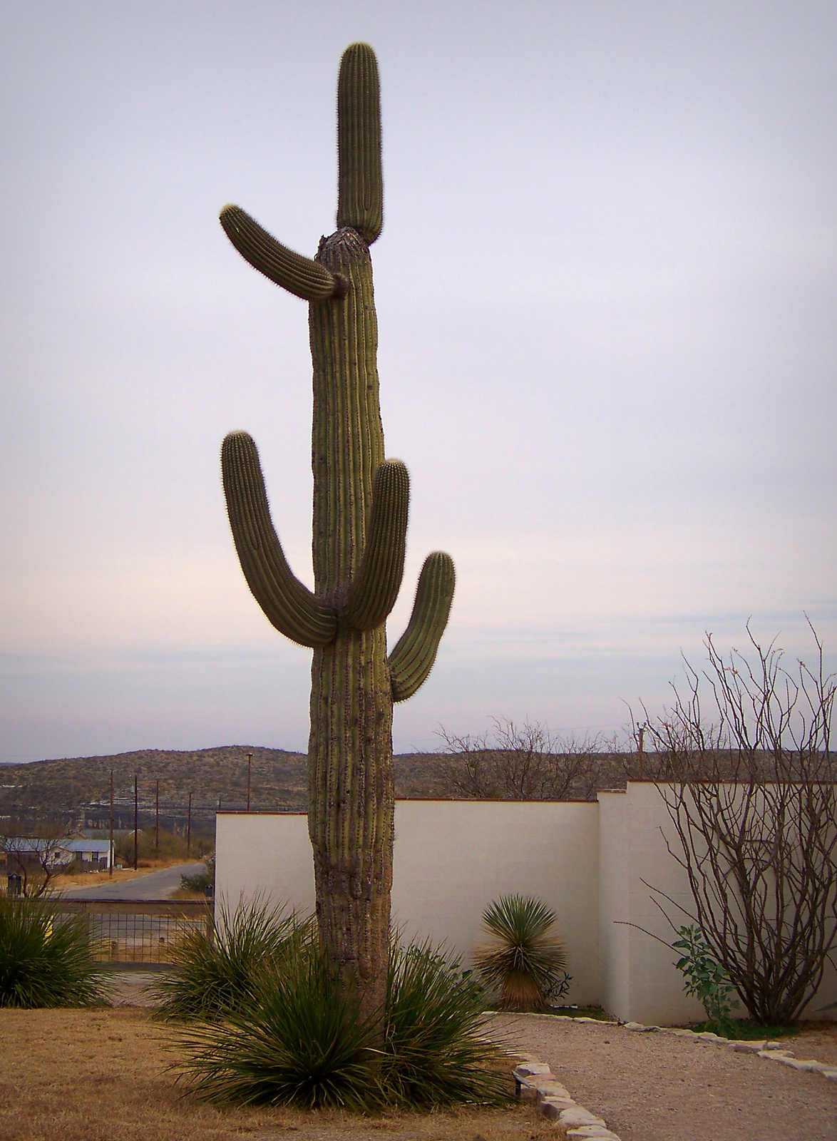 Saguaro