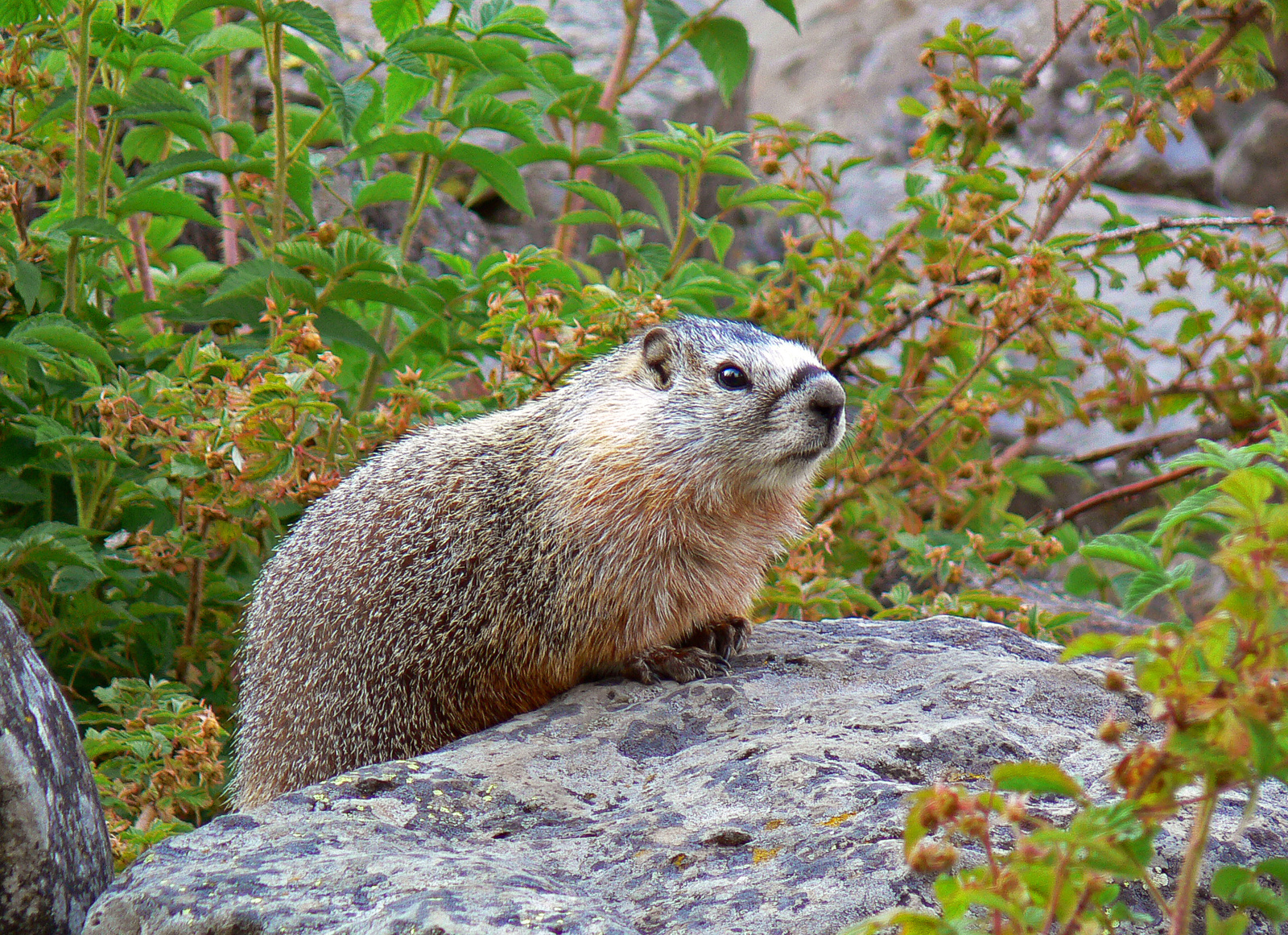 Yellow-Bellied Marmot