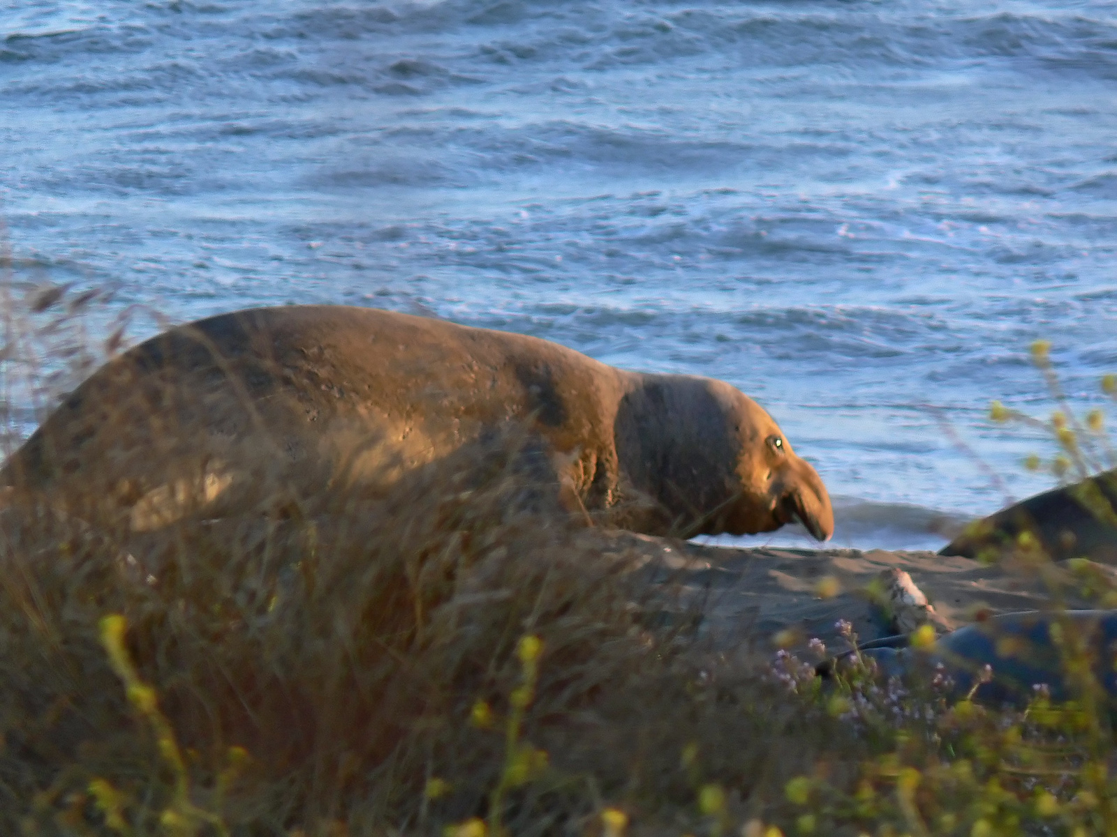 Elephant seal