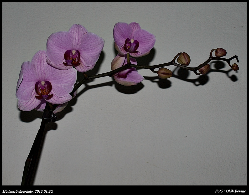 orchidea 12