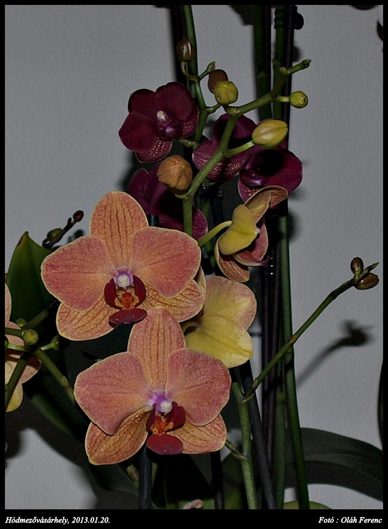 orchidea 15