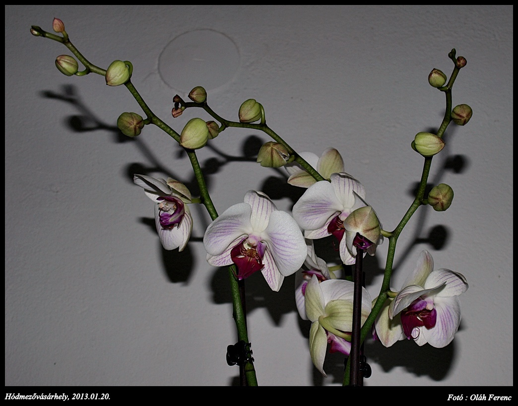 orchidea 16