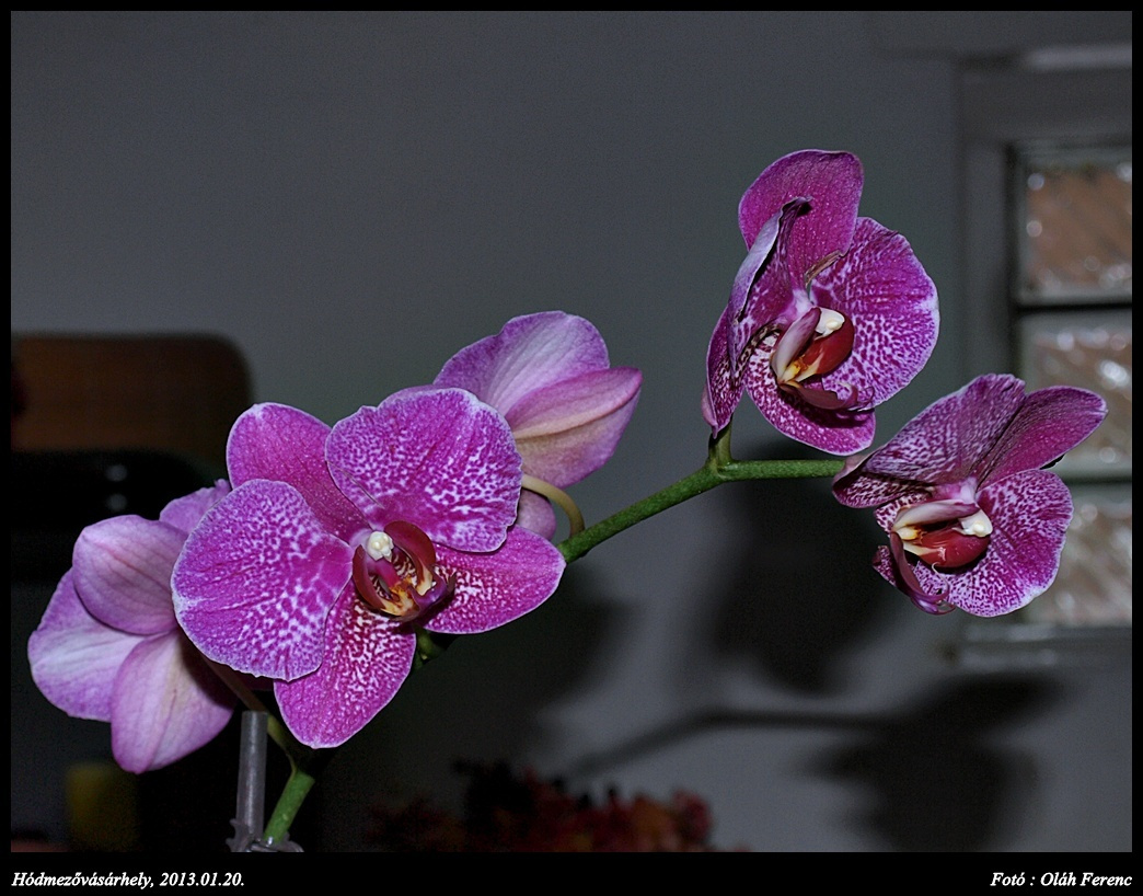 orchidea 18