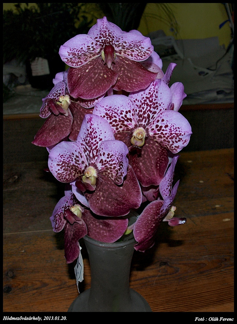 orchidea 22