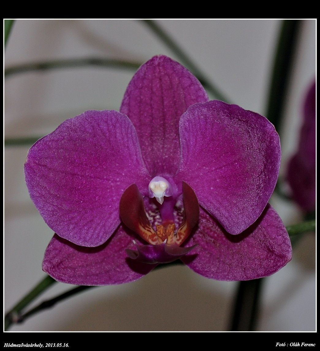 orchidea 25