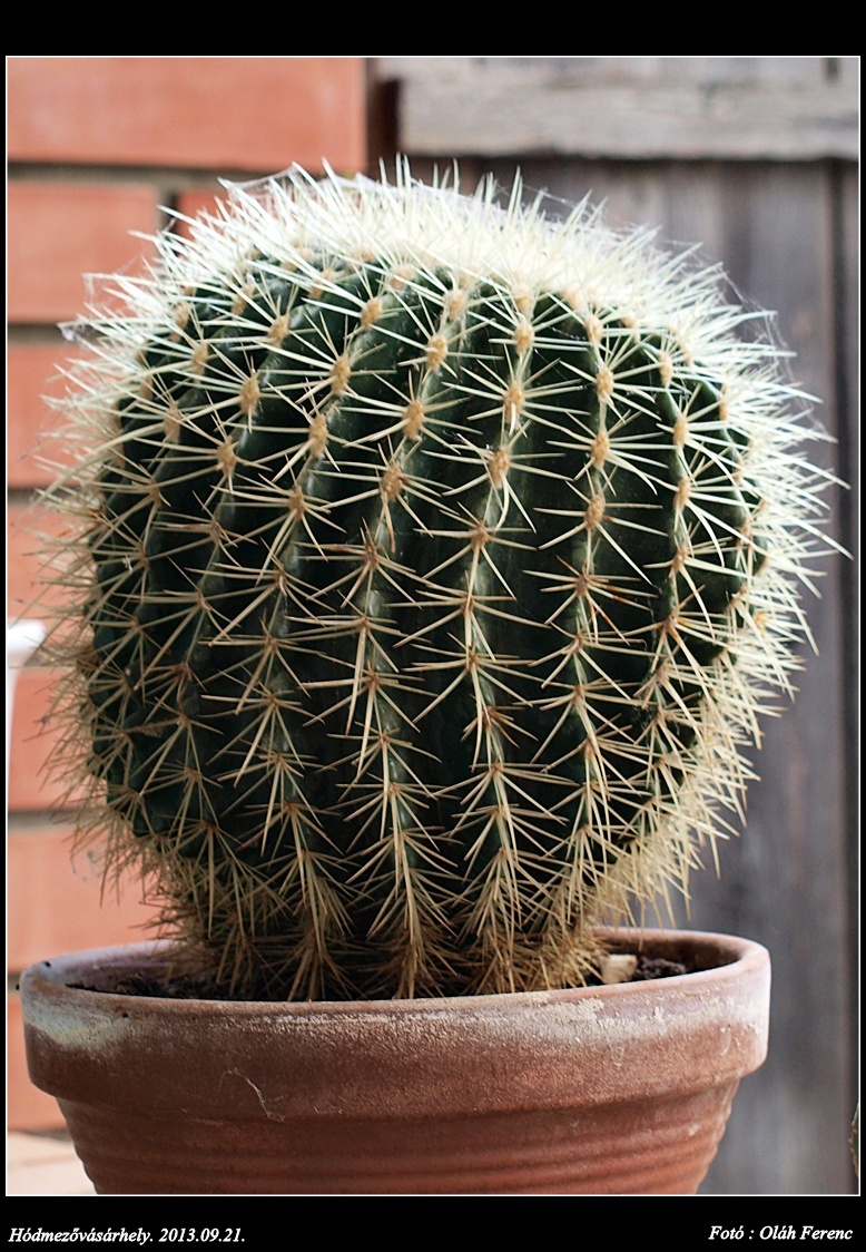 Kaktusz 2013 58