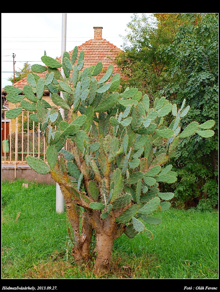 Kaktusz 2013 61
