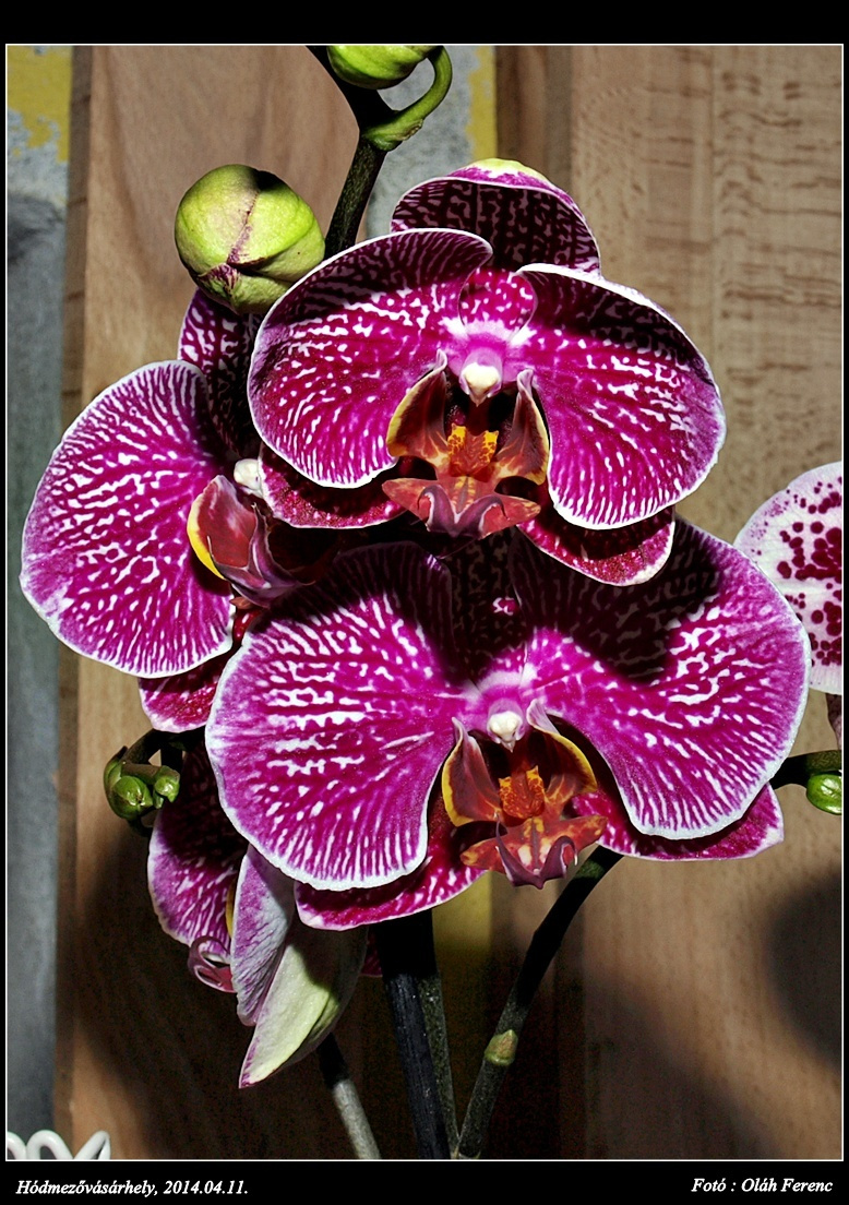 orchidea 32