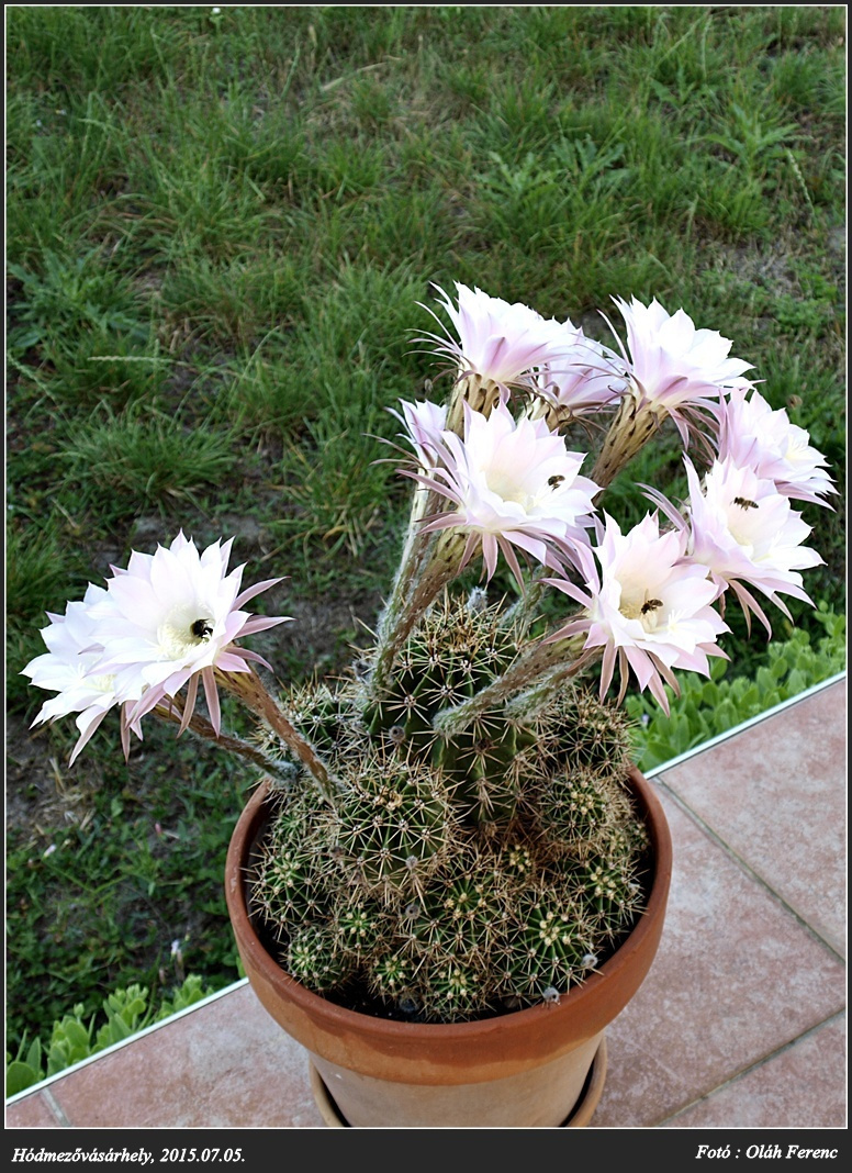 Kaktusz 2015 19