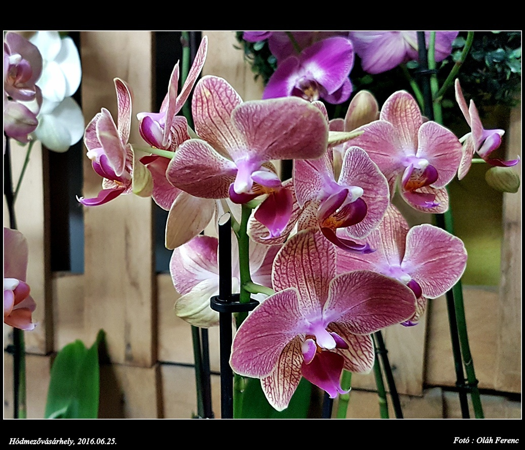 orchidea 36