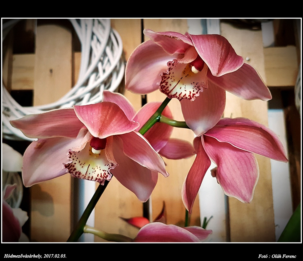 orchidea 41