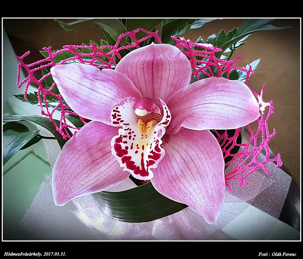 orchidea 43