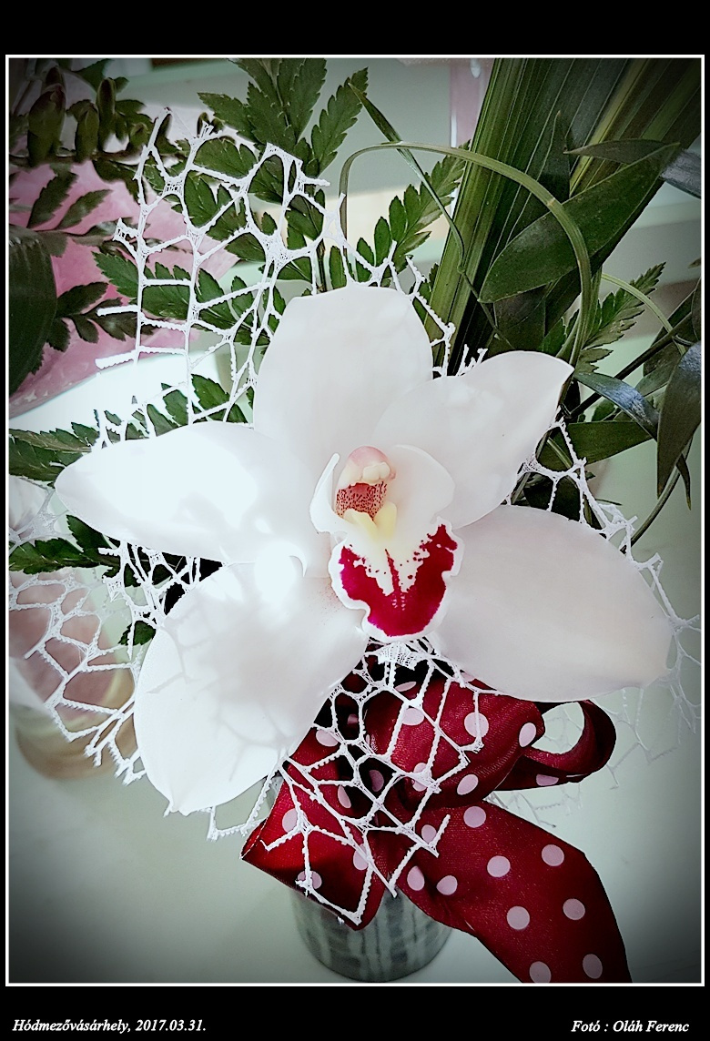 orchidea 44