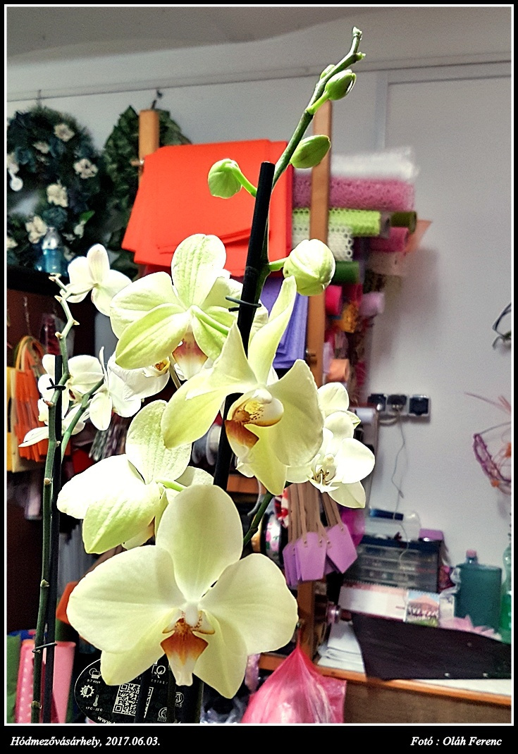 orchidea 47