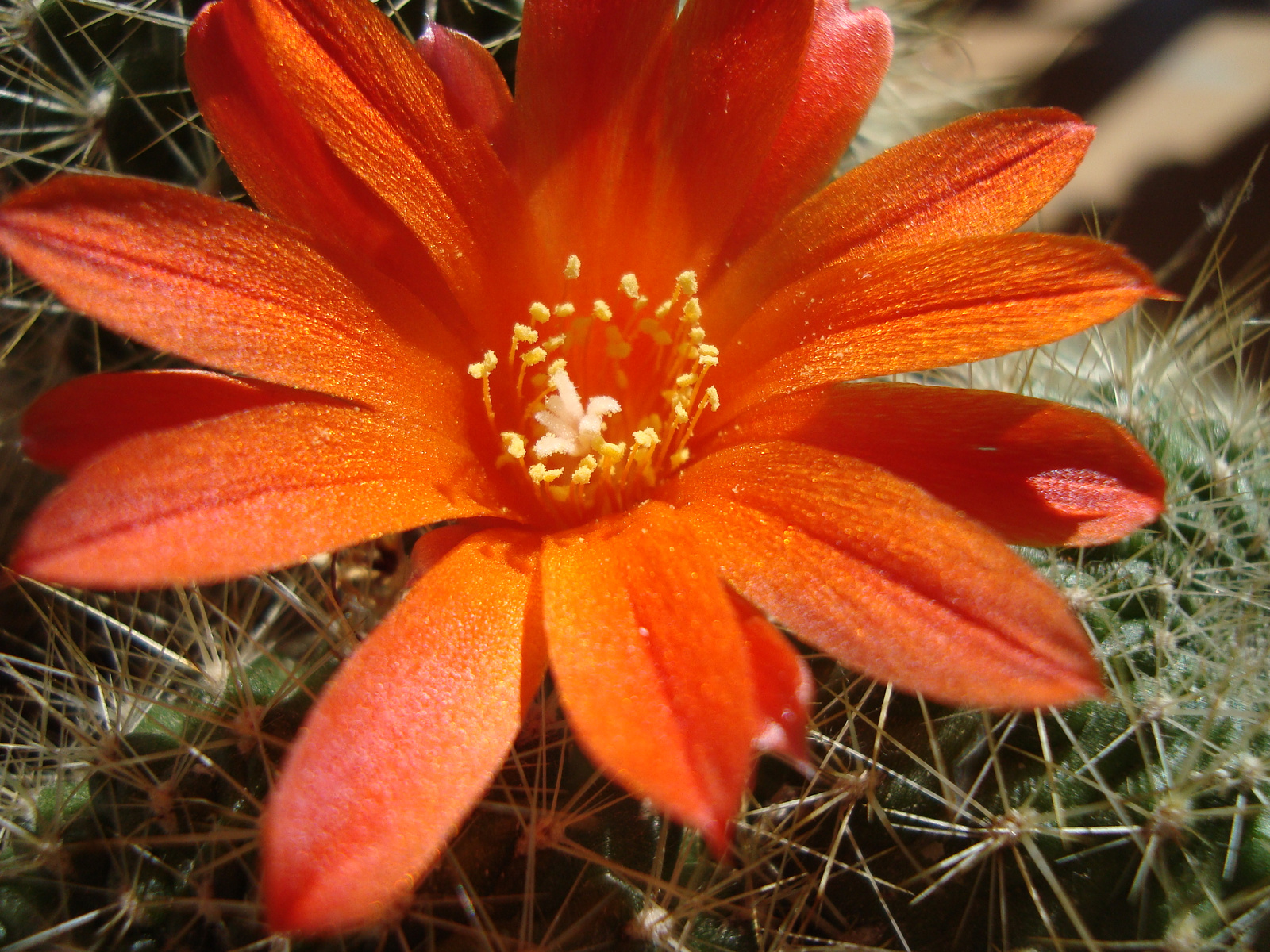 Kaktuszom virága