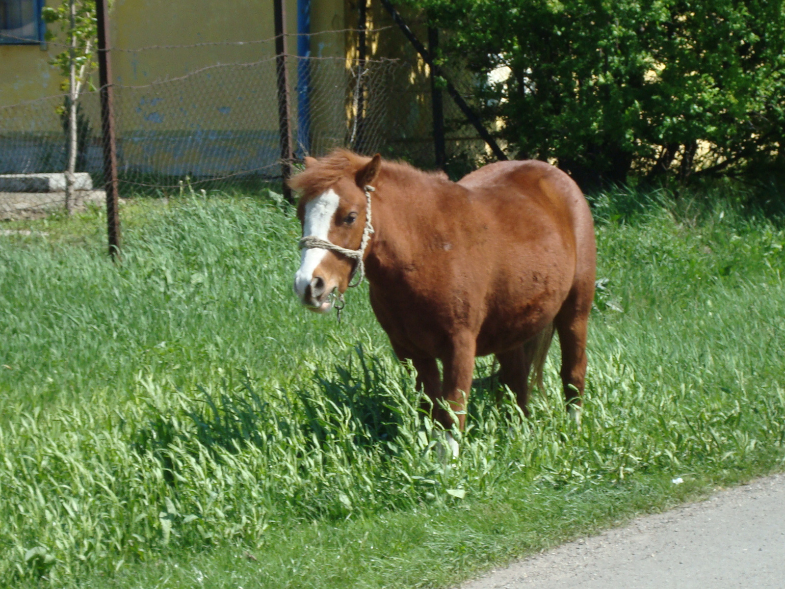 Pónika..