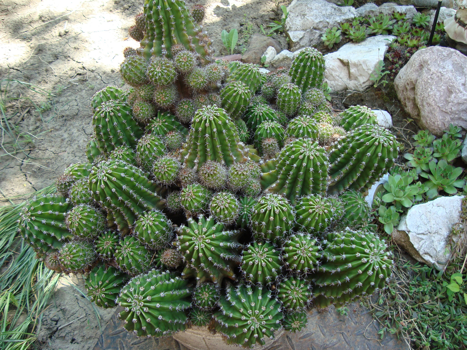 Felnőtt kaktuszom