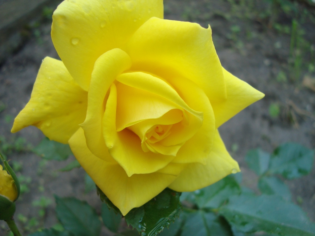 yellowrose...
