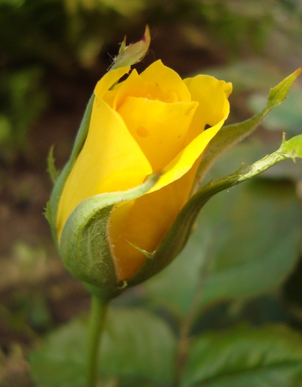 Yellowrose