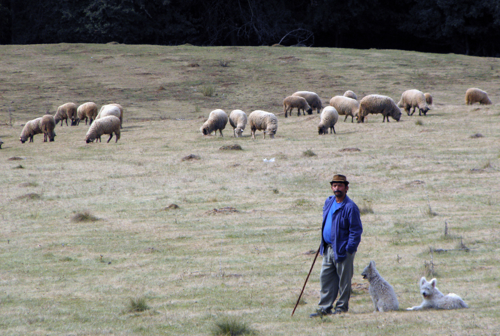 A pásztor és segítői