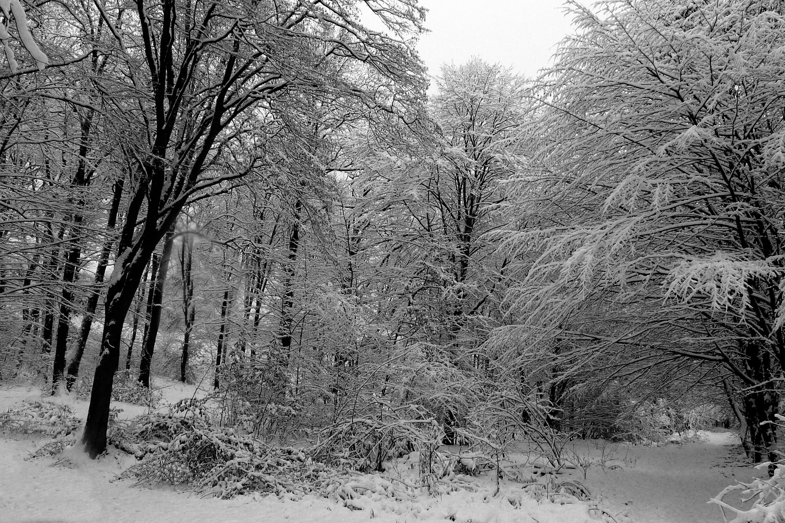 Az erdő télen III.