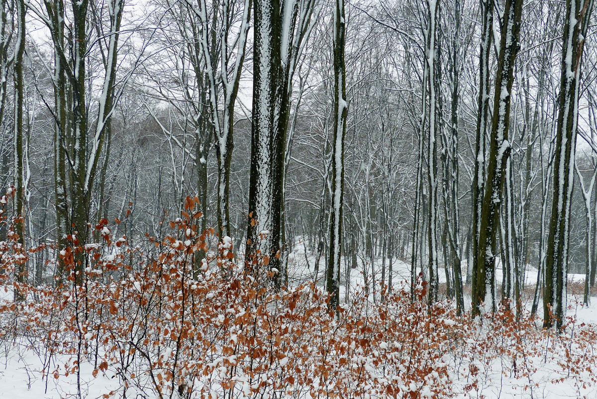 A téli erdő I.
