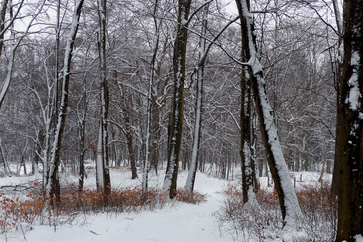 A téli erdő II.