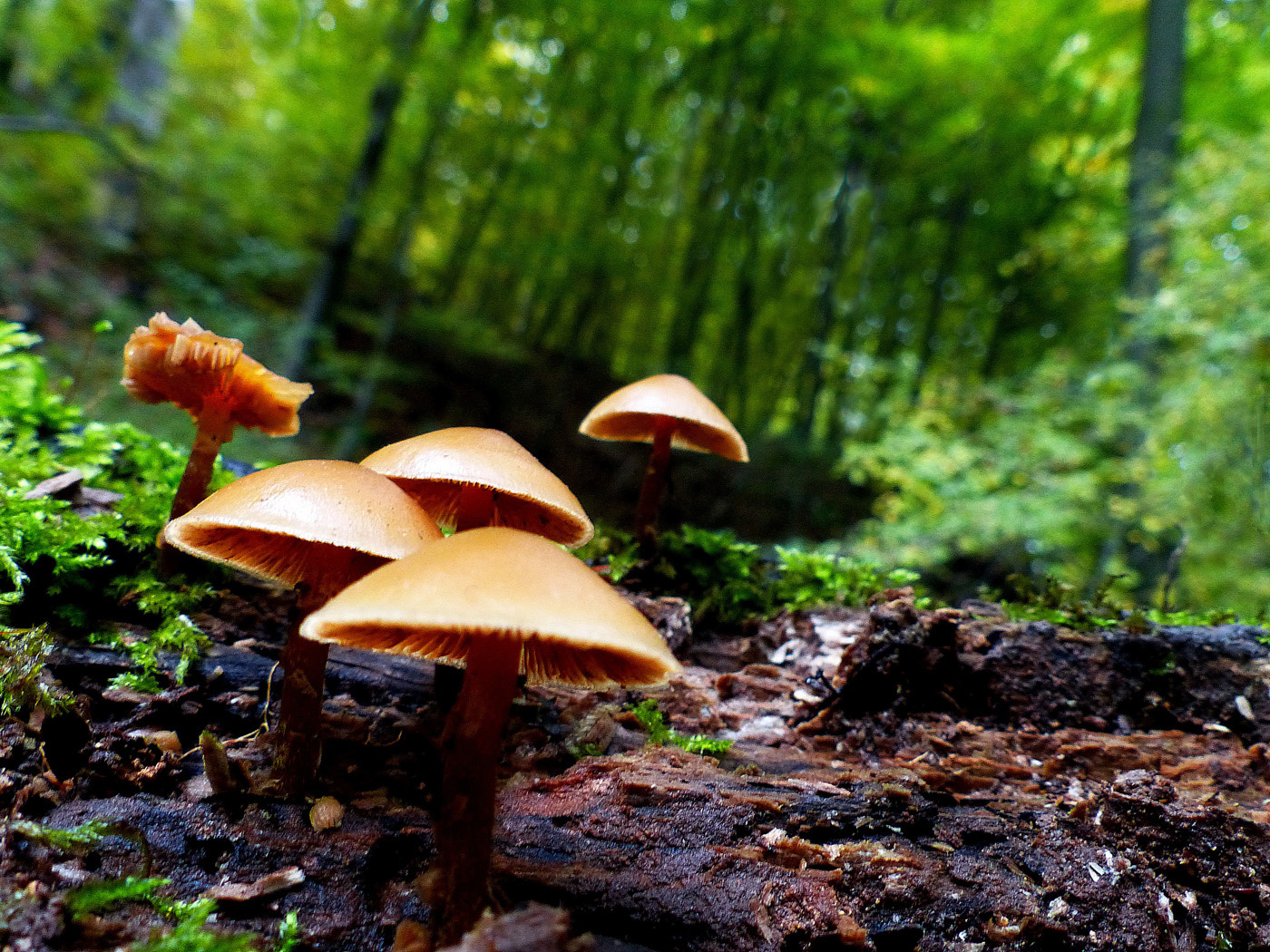 01 Őszi gombák Erdő mélyén