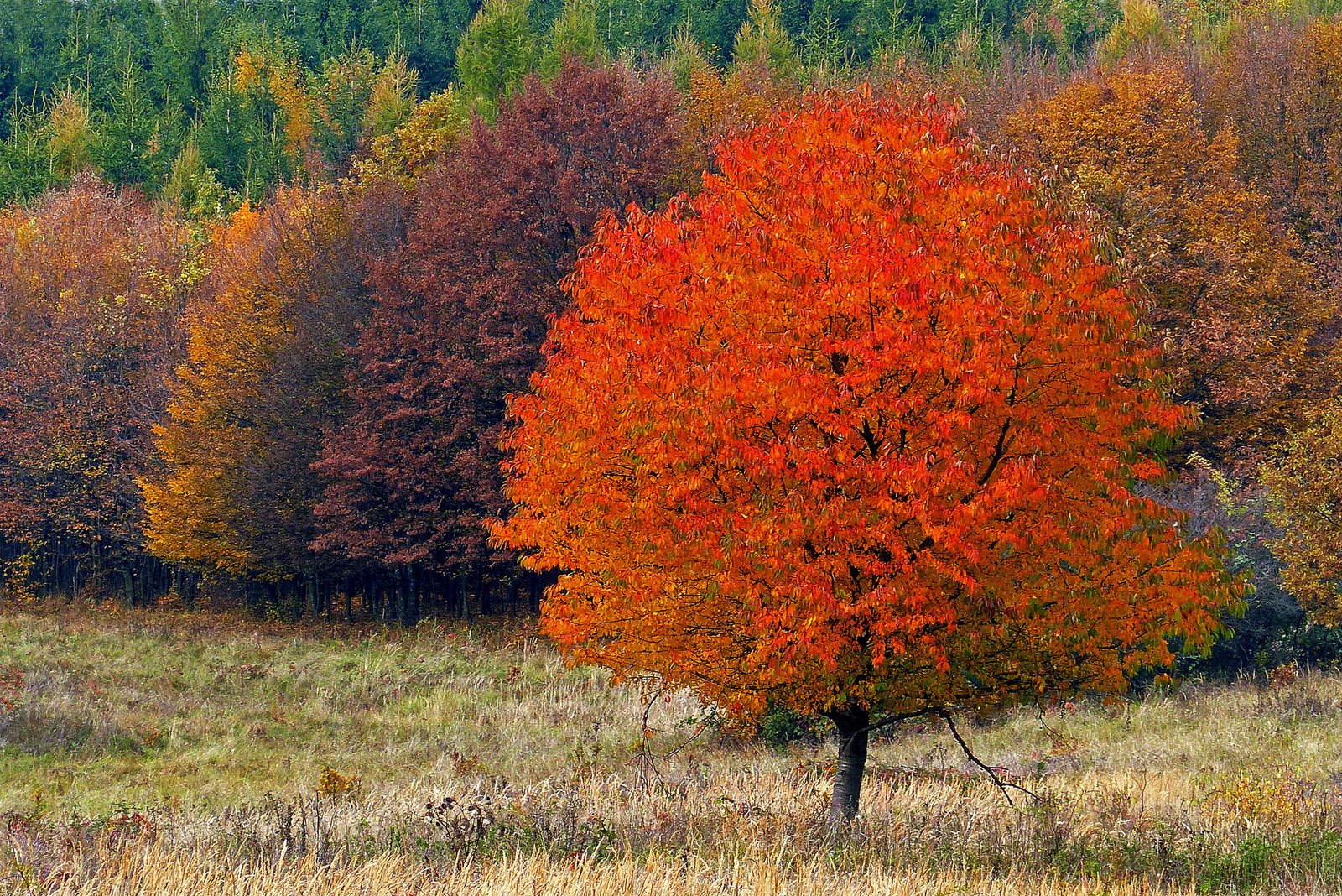 16 Őszi színek