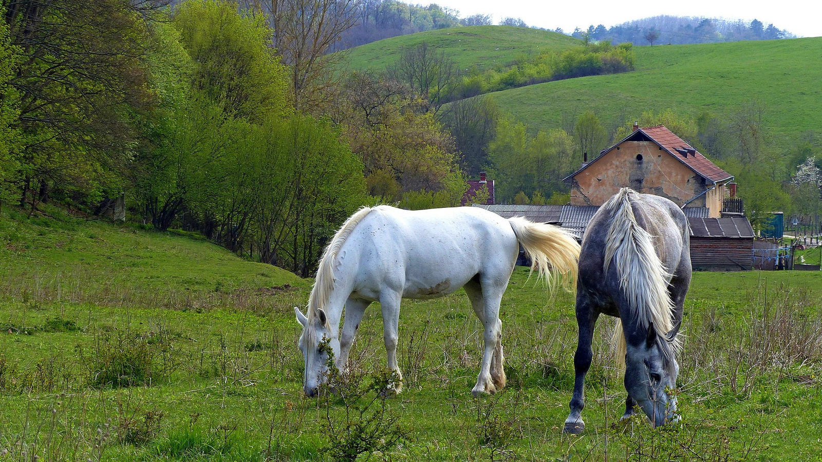 04 Legelésző lovak I.