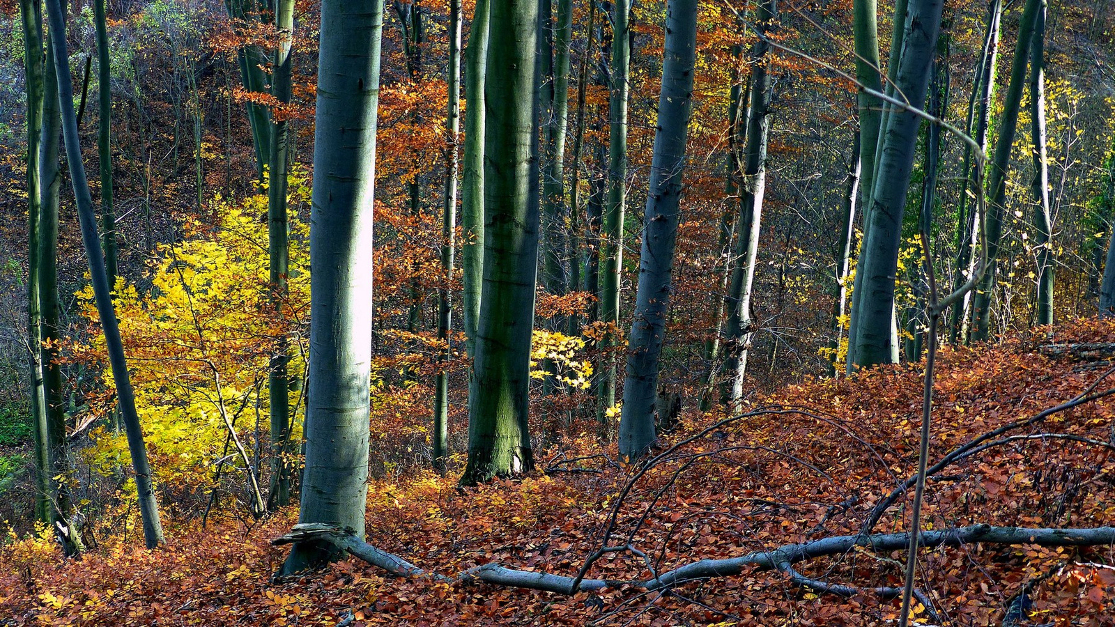 05 Novemberi erdő