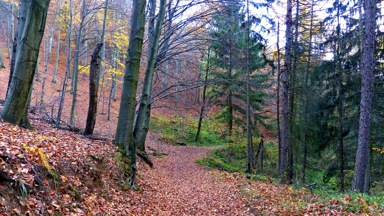 06 Novemberi erdő