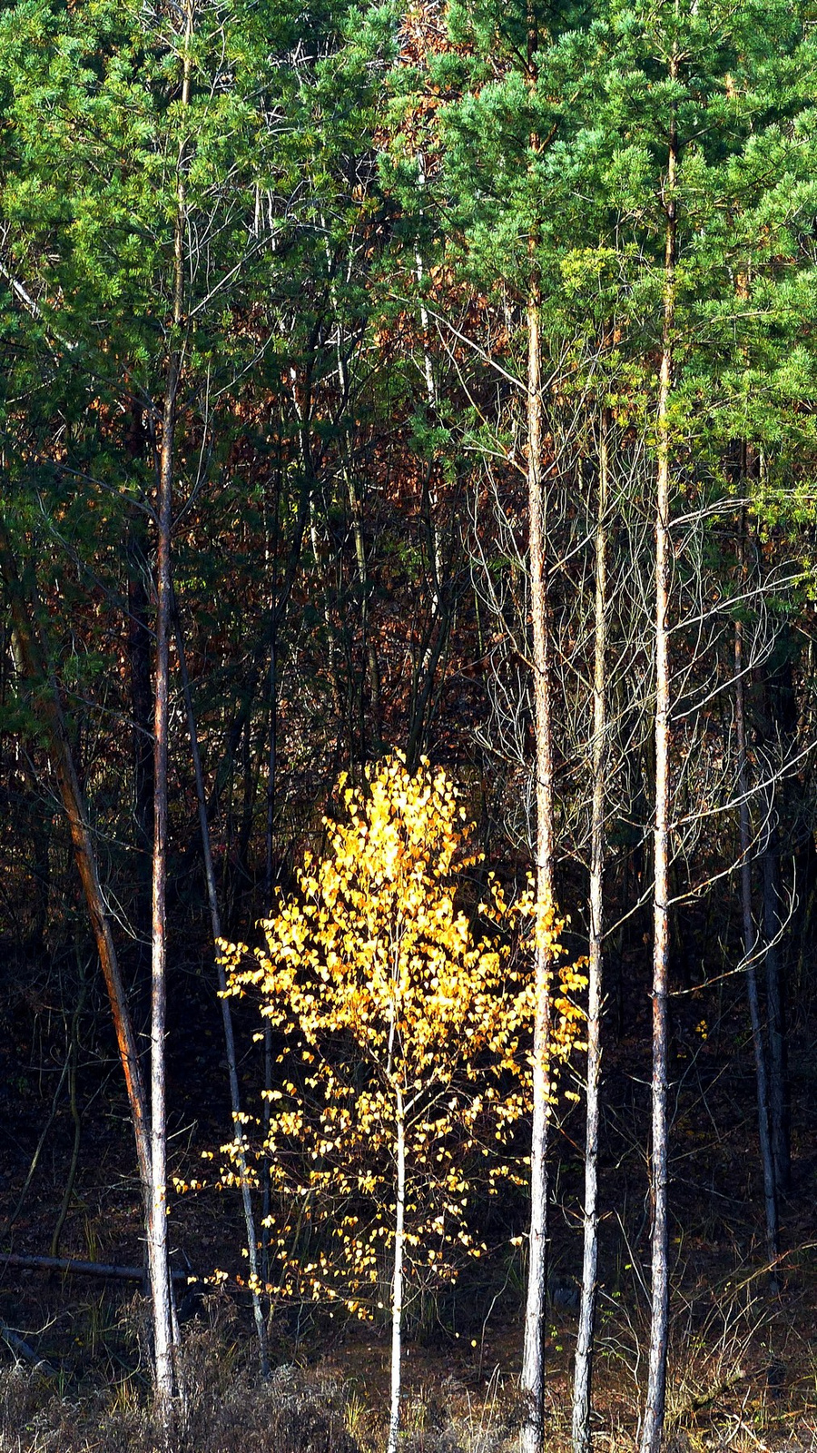 10 Novemberi erdő