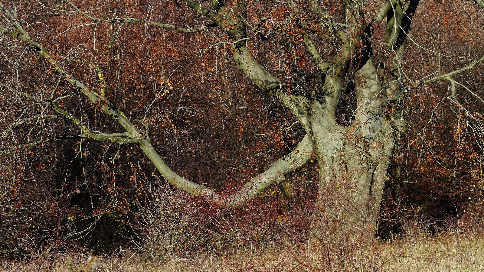 Medves széli bükkfa