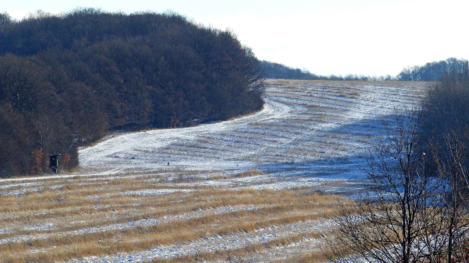 12 Sávos mező